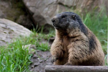 Marmot