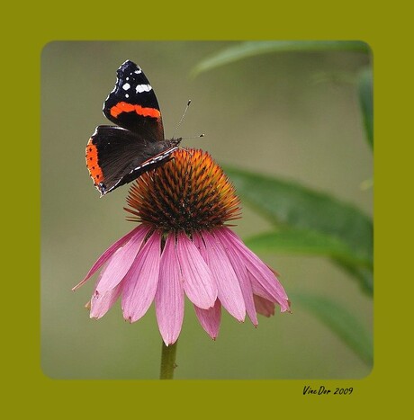 Atalanta op Echinacea