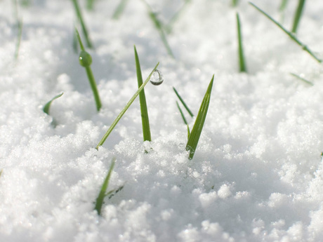 Grasspriet met druppel in de sneeuw