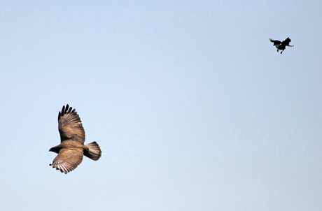 De Buizerd en de Ekster (4)