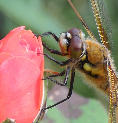 in de tuin