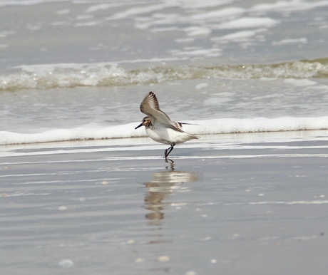 Strandloper