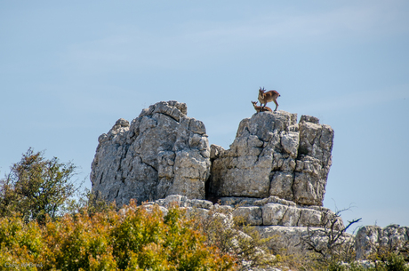 El Torcal de Antequera - steenbokken in het unieke natuurpark in Spanje