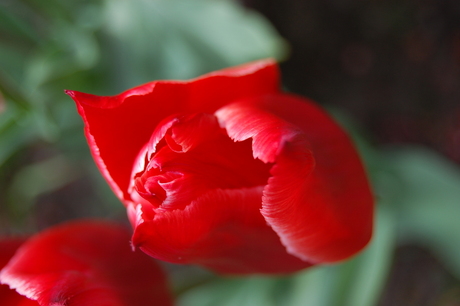 rode tulp in de tuin