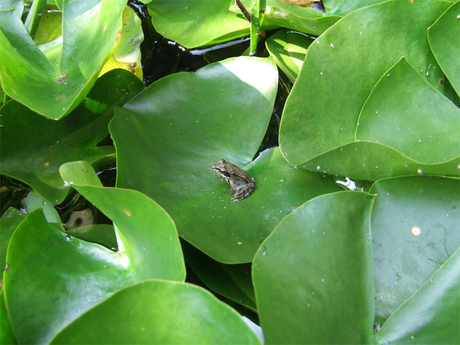 Frog on a Leaf