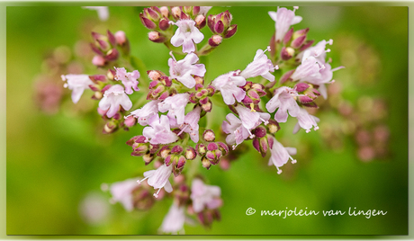 Wilde marjolein