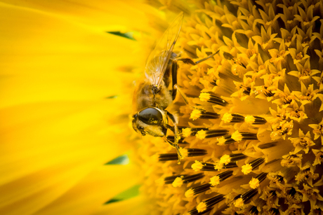 Bij en zonnebloem