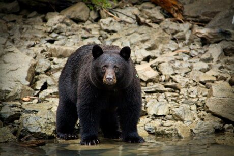 Canada Black Bear