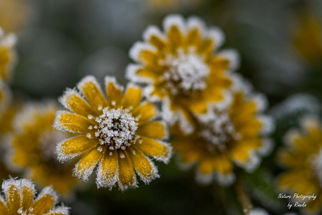 3 gele bloemen met rijp