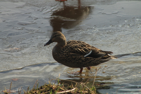 natuur