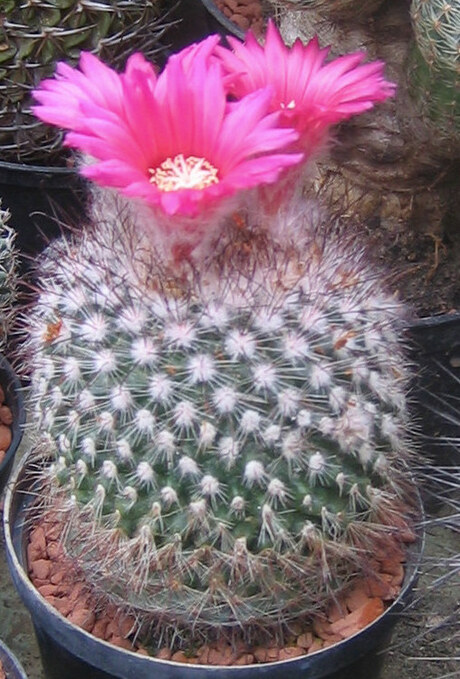 Parodia