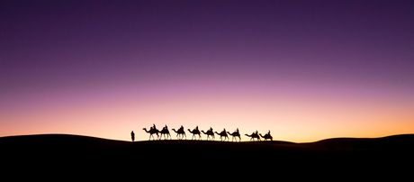 Camels by Dawn
