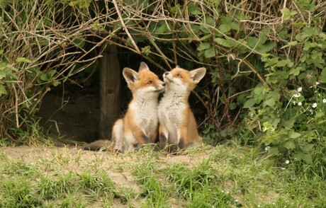 jonge vosjes voor hun holletje