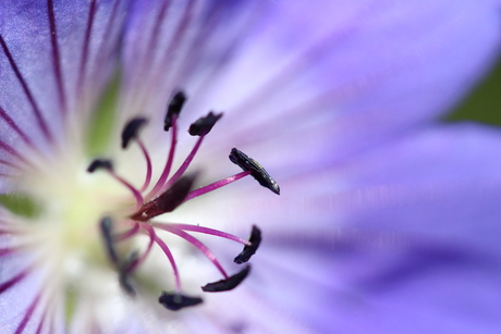 Geranium