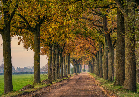 oude eiken HDR