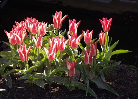 Tulpen in de voorjaarszon