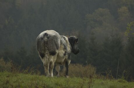 Koe in de Ardennen