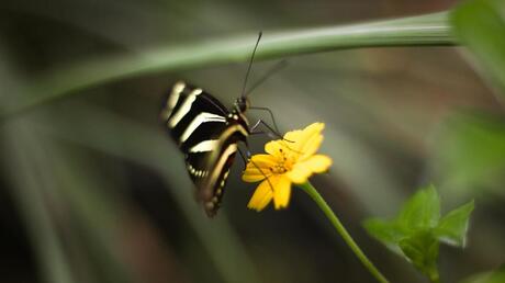 Lepidoptera