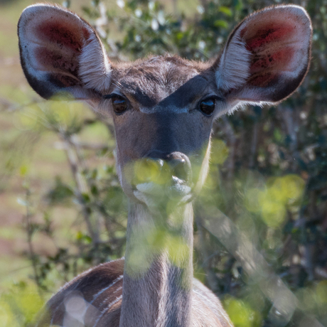 Kudu