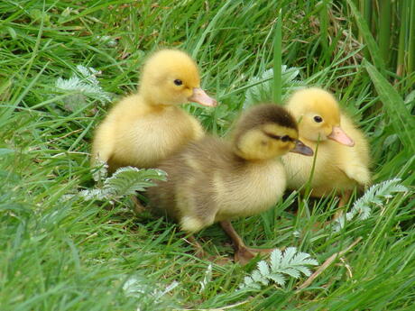 3 kleine eendjes in het gras