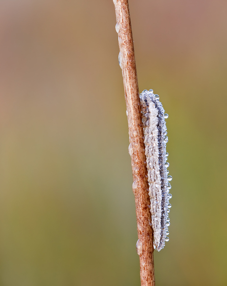 De hele nacht gehuild