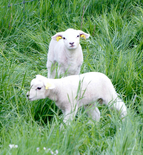 Lammetjes in het gras