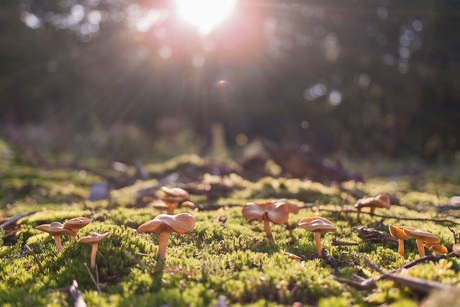 The mushroom family