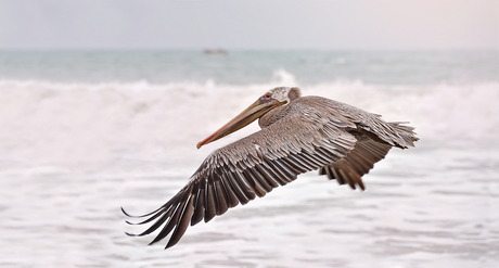Vliegende pelikaan