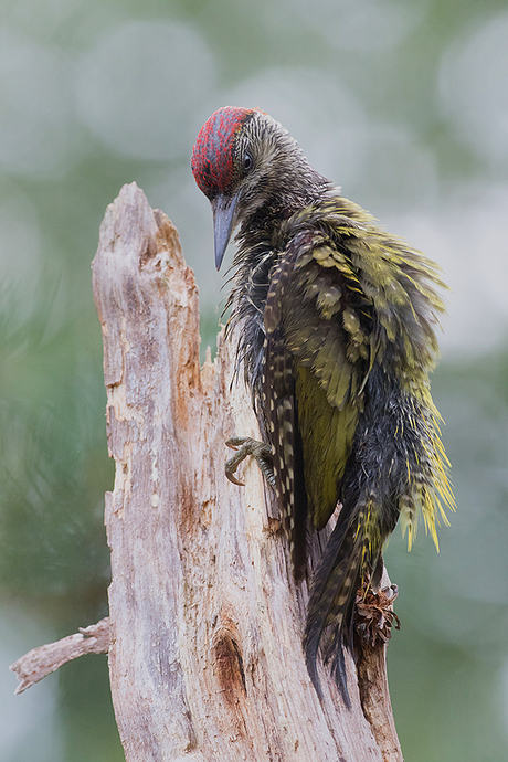 Green Woodpecker in beautiful light!