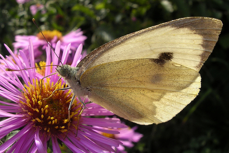 Slurpend Koolwitje (Pieris)