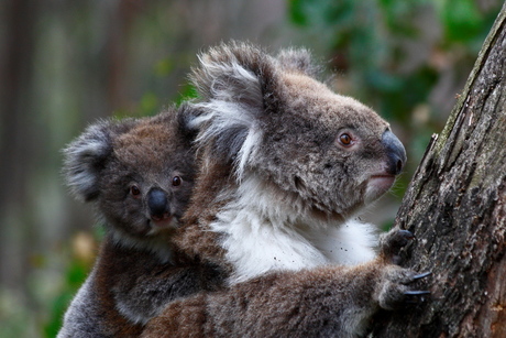 Koala's