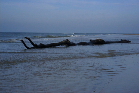 hout om te jutten