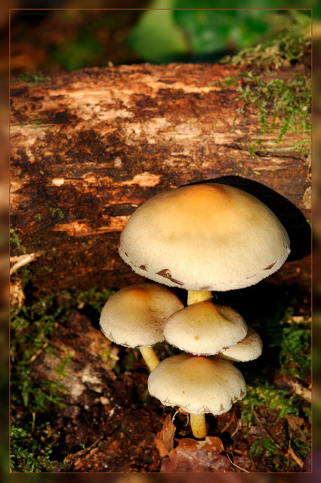 Familie paddestoelen