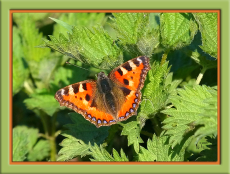 Papilio