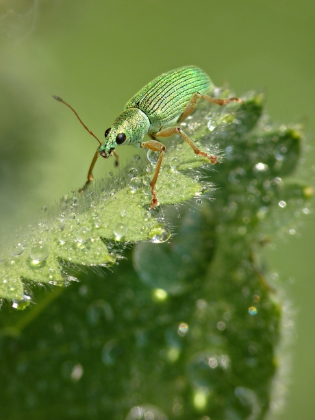 Het groene snuitkevertje