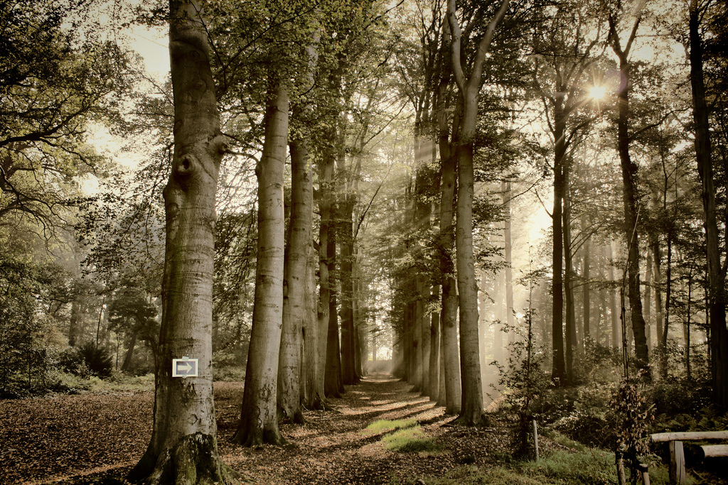 the way to the magic forest - gemaakt in woudenberg - foto door murp op 10-10-2011 - deze foto bevat: nature, hdr, tonemapping, vacation