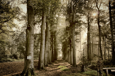 the way to the magic forest - gemaakt in woudenberg - foto door murp op 10-10-2011 - deze foto bevat: nature, hdr, tonemapping, vacation