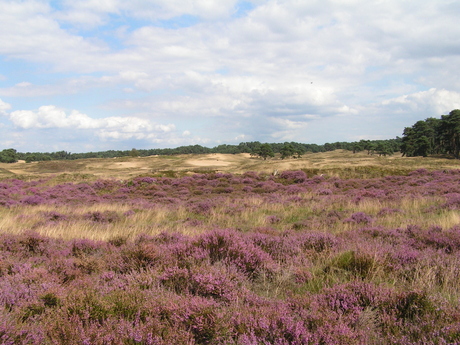 Het Wekeromse Zand