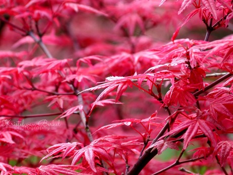 Rode bladeren in de lente