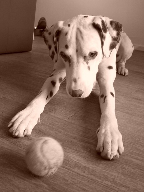hond met bal