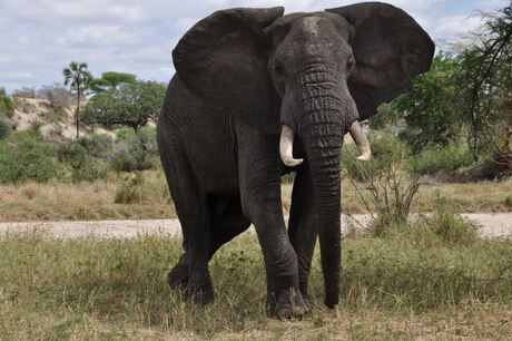 Olifant Tarangire NP.jpg