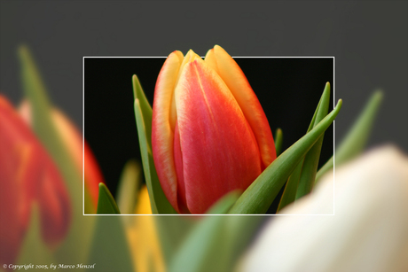 Tulip in focus