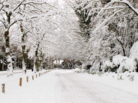 besneeuwde bomen