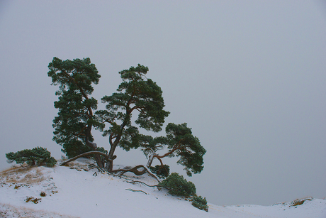 Alleen in een witte wereld