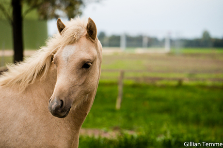 Paard