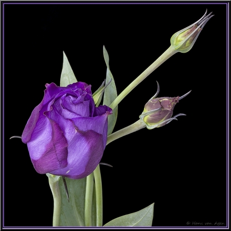 Purple Lisianthus