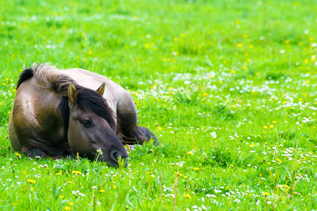 Paard in het gras