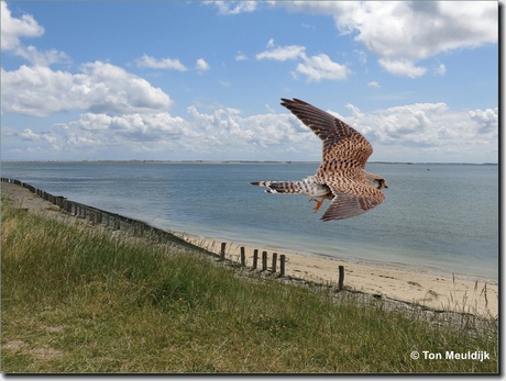 Valk aan de kust