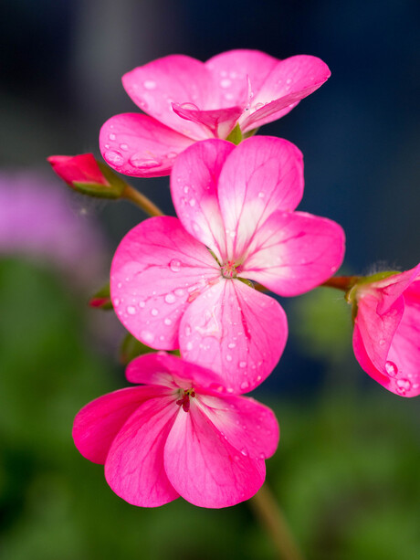 Voor de geranium(s)