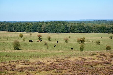 Uitzicht over de Veluwe